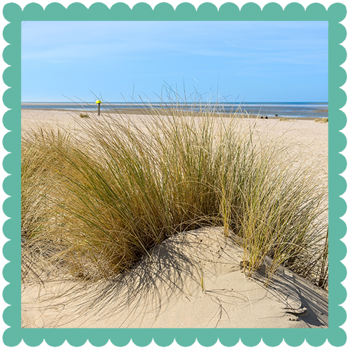 Duinen Renesse